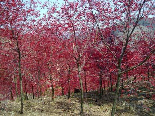 紅楓砧木與接穗接合