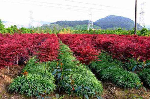 紅楓砧木與接穗接合