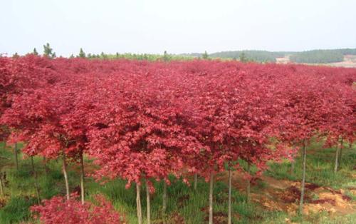紅楓根系萌出新條育成的苗木