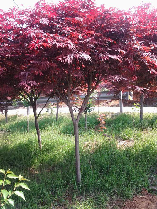 紅楓根系萌出新條育成的苗木