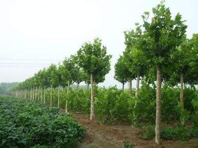 紅楓培育單干苗過(guò)程培育技術(shù)