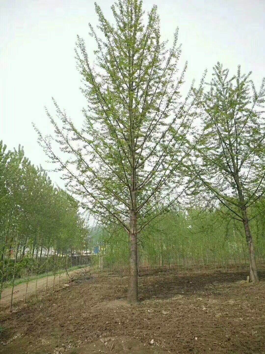 tľԏ(qing)ֲɻL^