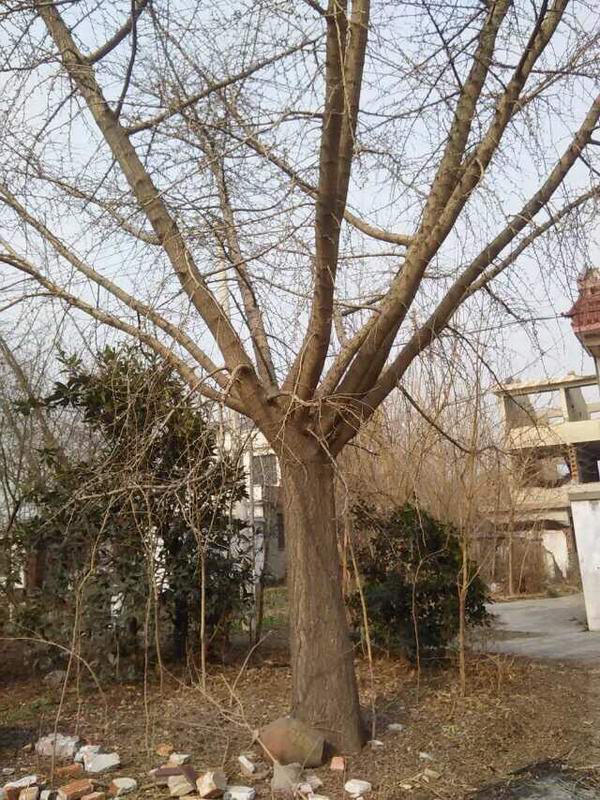 tľԏ(qing)ֲɻL^