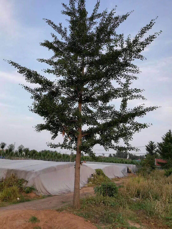 tľԏ(qing)ֲɻL^