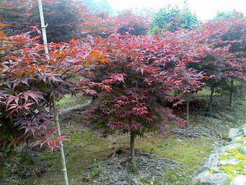 紅楓樹(shù)冠豐滿的大苗采用開(kāi)心形整形