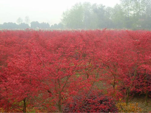 紅楓樹(shù)冠豐滿的大苗采用開(kāi)心形整形