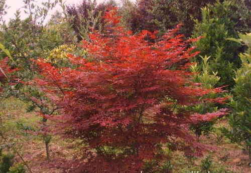 紅楓防風(fēng)作用栽植的株距