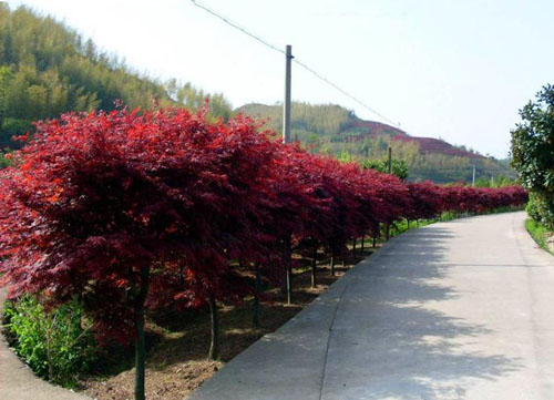 紅楓種植護坡要樹種使用大苗栽植