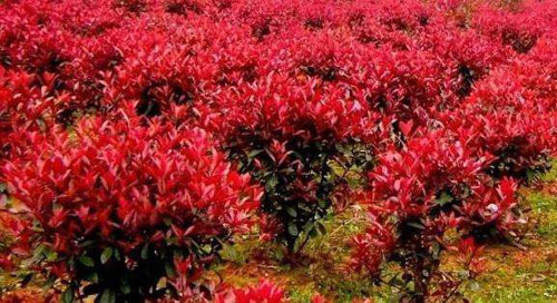 紅楓幼苗生長(zhǎng)播種用地應(yīng)注意深耕細(xì)耙