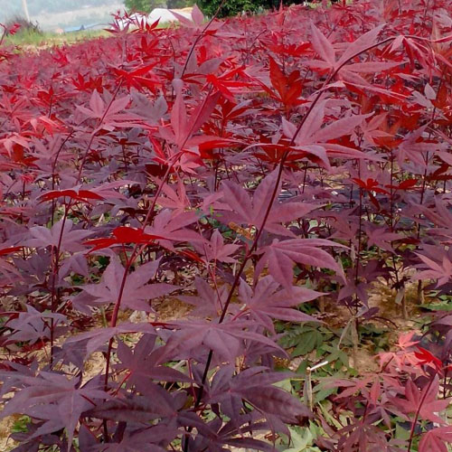 紅楓樹木的結(jié)實規(guī)律