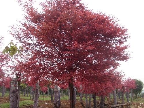 紅楓樹木的結(jié)實規(guī)律