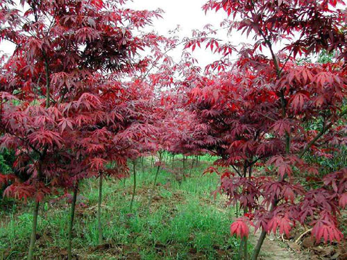 紅楓樹木的結(jié)實規(guī)律