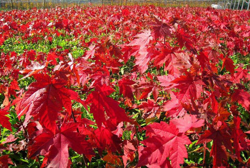 美國紅楓苗木栽植技術