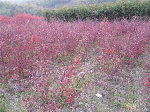 美國紅楓根系特別發(fā)達長勢旺盛