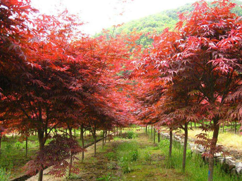 美國(guó)紅楓溫度影響樹(shù)木的分布
