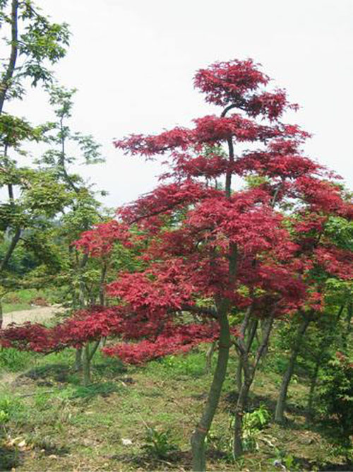 (gu)tAоL(zhng)