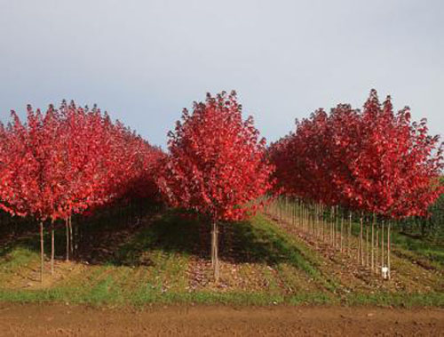 美國(guó)紅楓移植方法更快成活生長(zhǎng)