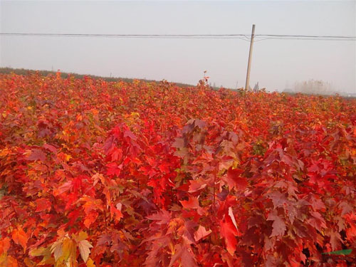 美國(guó)紅楓移植方法更快成活生長(zhǎng)